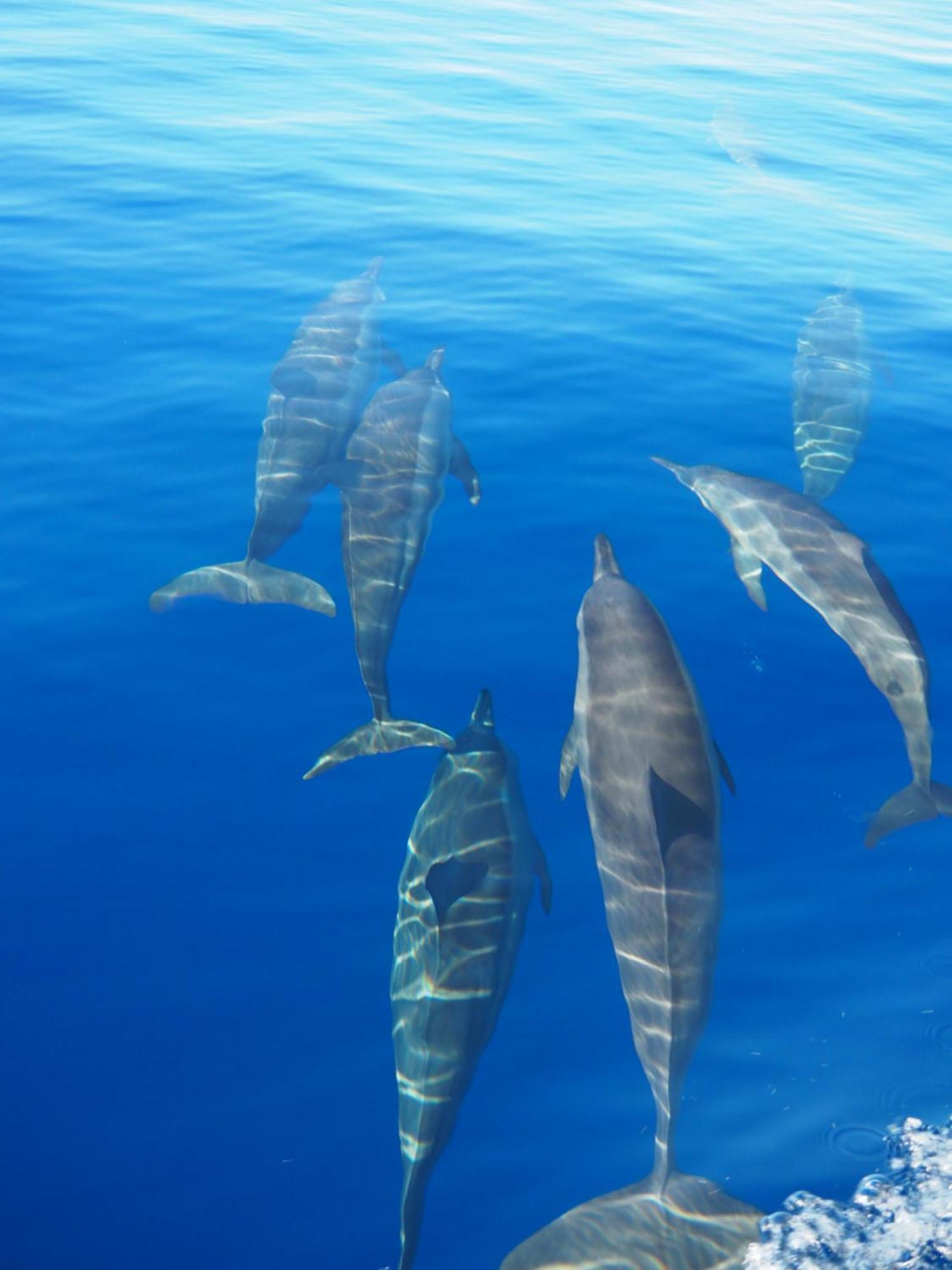 فندق Club Kaafu Maldives ديفوشي المظهر الخارجي الصورة